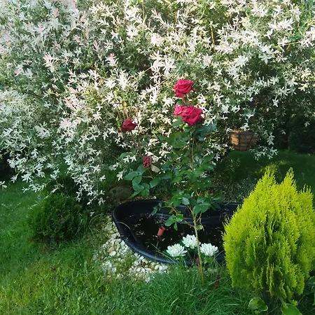 свети георги * Razlog